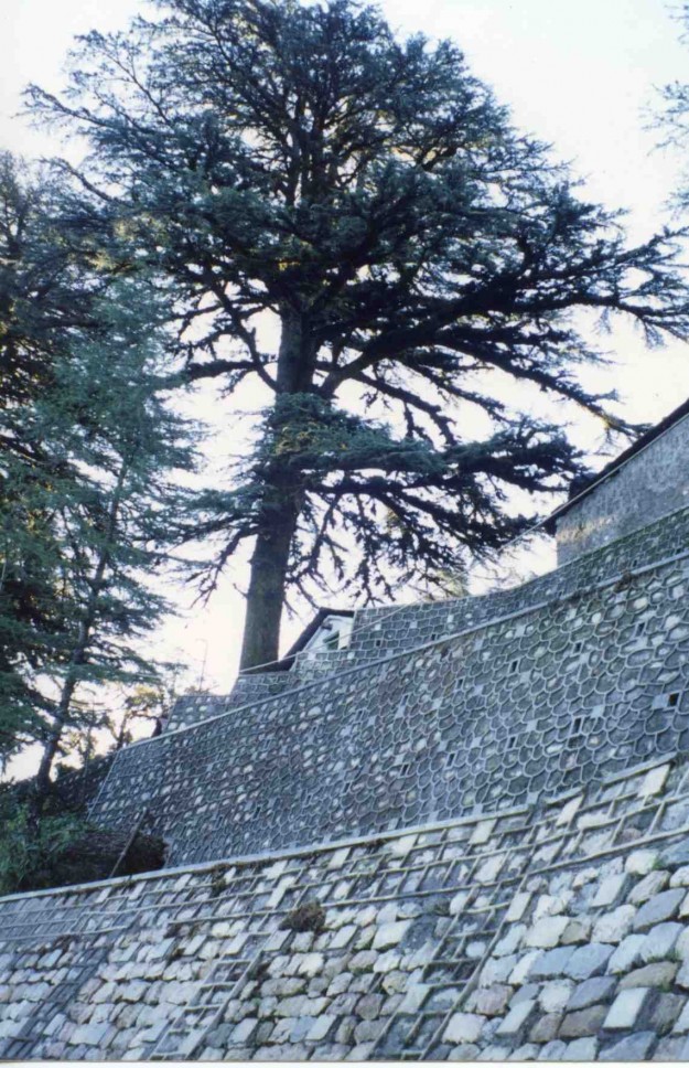 » Retaining wall with tree